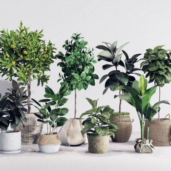北欧绿植盆栽组合-模型ID【503962】