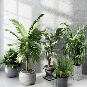 现代绿植盆栽-模型ID【504644】