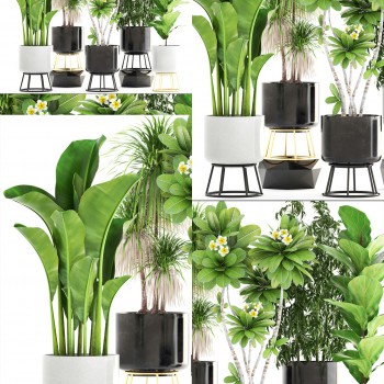 现代绿植盆栽-模型ID【507926】