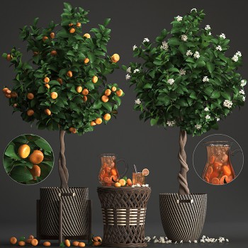 现代植物橘子-模型ID【510375】