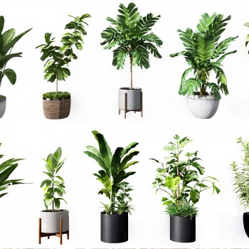 现代绿植盆栽组合-模型ID【511450】
