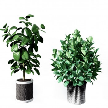 现代绿植盆栽组合-模型ID【511440】