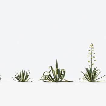 现代沙漠植物花草-模型ID【525102】