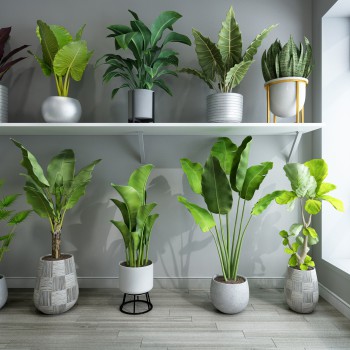 现代绿植盆栽组合-模型ID【526138】