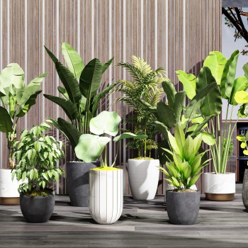 现代绿植盆栽组合-模型ID【526152】