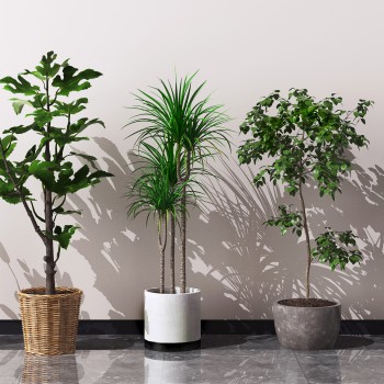 现代绿植盆栽组合-模型ID【554367】