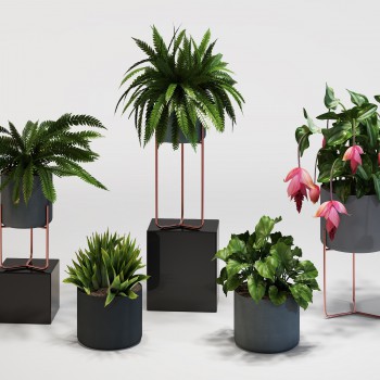现代绿植盆栽-模型ID【554882】