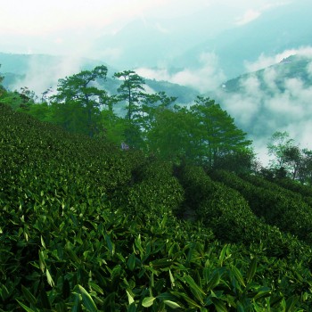 现代茶山 自然风景-模型ID【555865】