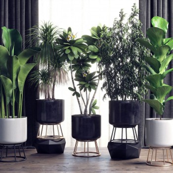 现代绿植盆栽组合-模型ID【559114】