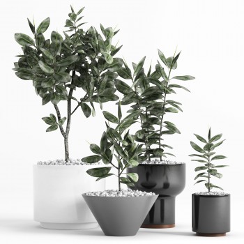 现代绿植盆栽-模型ID【563486】