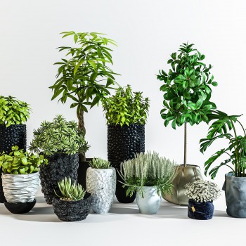 现代绿植盆栽-模型ID【570537】