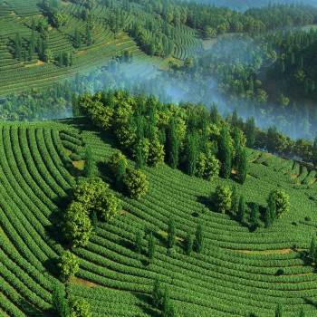 现代山地茶园园林景观-3D模型,ID【845481】 现代山地茶园园林景观-模型ID【845481】