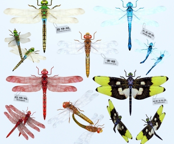 现代蜻蜓飞行动物-ID:935219619