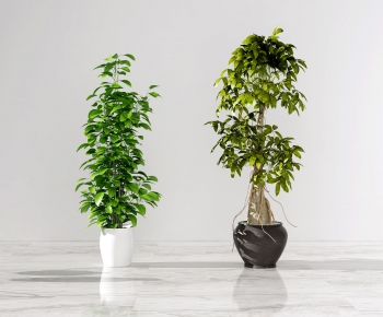 Modern Potted Green Plant-ID:472397162