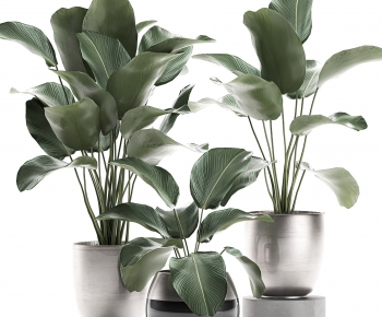 Modern Potted Green Plant-ID:533248274