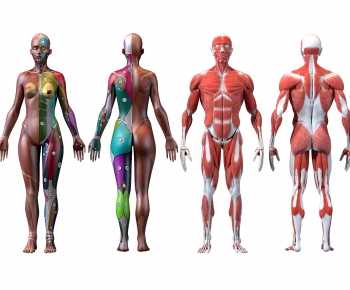 现代医用人体肌肉结构器材设备-ID:228362086