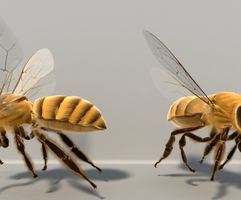 现代蜜蜂、飞行动物-ID:851623062