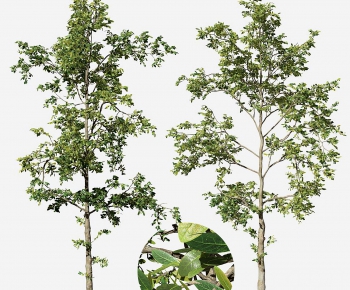 Modern Tree-ID:790785078