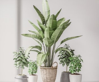 Modern Potted Green Plant-ID:479245905