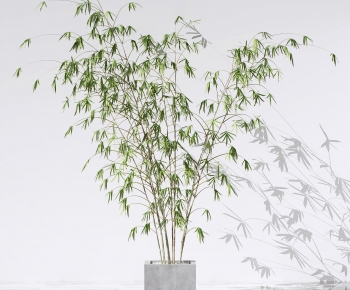 Modern Bamboo-ID:109726916