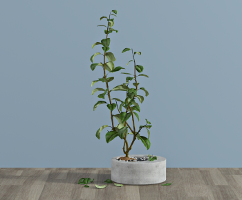 Modern Potted Green Plant-ID:904875049