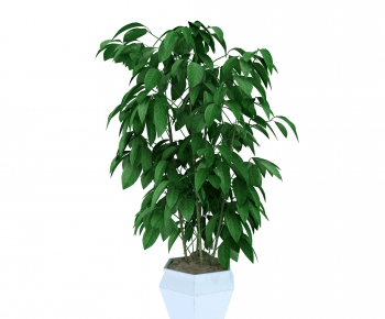 Modern Potted Green Plant-ID:980911979