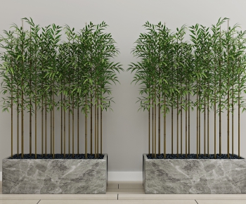 现代竹子植物-ID:559217931