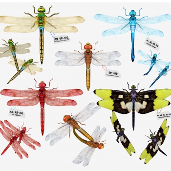 现代蜻蜓-ID:154340031