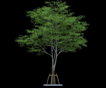 Modern Tree-ID:161106112