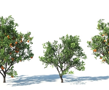 现代橘子树3D模型