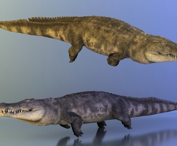 現代動物鱷魚-ID:1051341