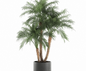 现代植物盆栽棕榈树-ID:781251918