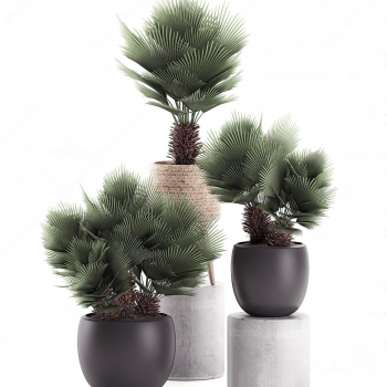 Modern Potted Green Plant-ID:240933907