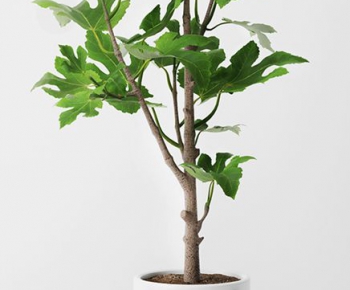 Modern Potted Green Plant-ID:786166911