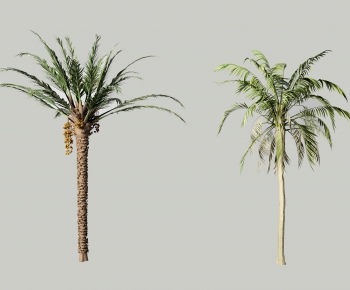 现代棕榈树 热带树木组合-ID:186928992