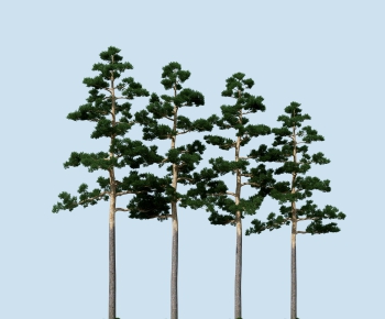 Modern Tree-ID:774697074