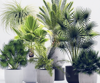 Modern Potted Green Plant-ID:954462053