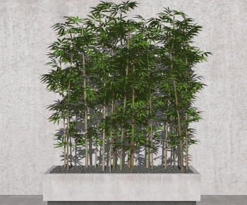 现代竹子景观植物-ID:505165106