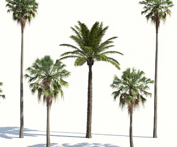 现代棕榈树椰子树-ID:408011913
