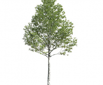 Modern Tree-ID:972425948