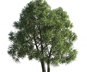 Modern Tree-ID:271807918