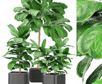 Modern Potted Green Plant-ID:997555022