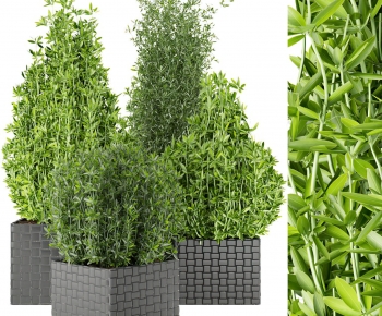 Modern Potted Green Plant-ID:574114086