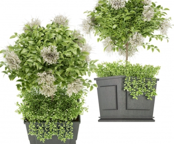 Modern Shrubbery-ID:799320944