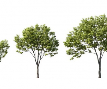 Modern Tree-ID:143811944