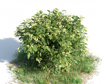 Modern Shrubbery-ID:802961118