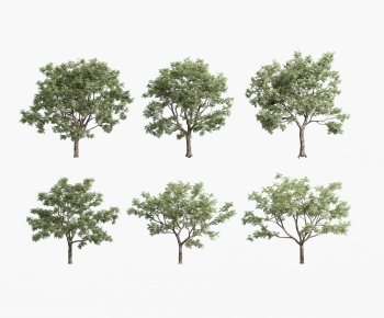 Modern Tree-ID:453186046