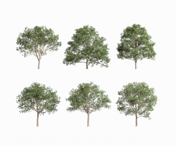 Modern Tree-ID:281585932