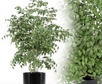 Modern Potted Green Plant-ID:532392028