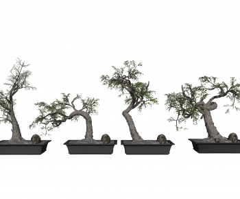 Modern Bonsai-ID:721224076